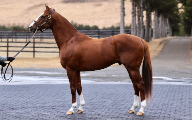 Казахстанский скакун Кабирхан покоряет мир