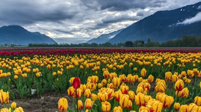 Қазақстан – қызғалдақтар отаны