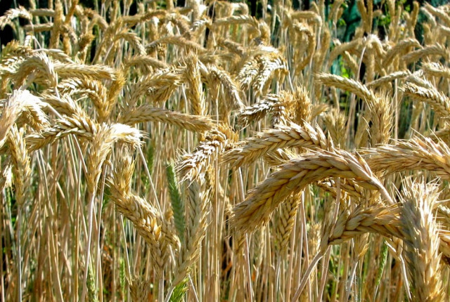Kazakistan bilim insanları soğuğa dayanıklı kışlık buğday çeşidi yetiştirdi