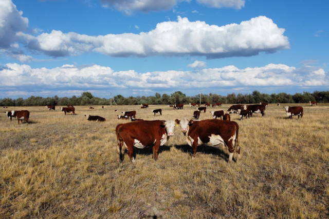Қазақстанда пилоттық ауыл шаруашылығы санағы жүргізіледі