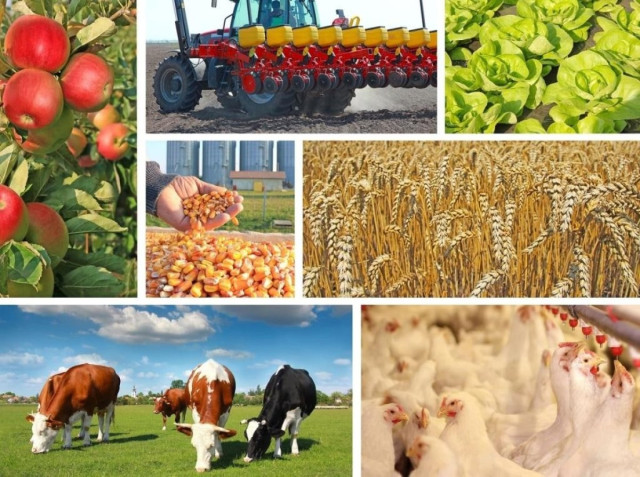 Kazakhstan to double gross agricultural output by 2028