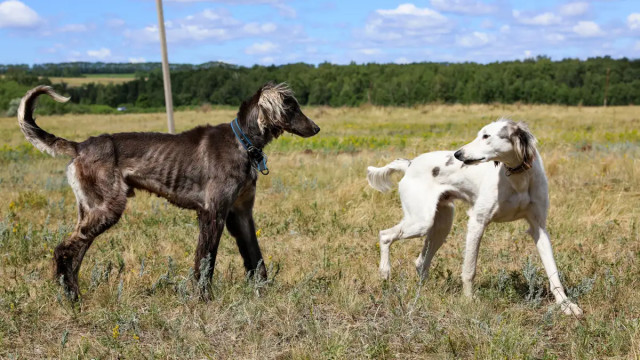 Scientists confirm unique genetic feature of Tazy dog