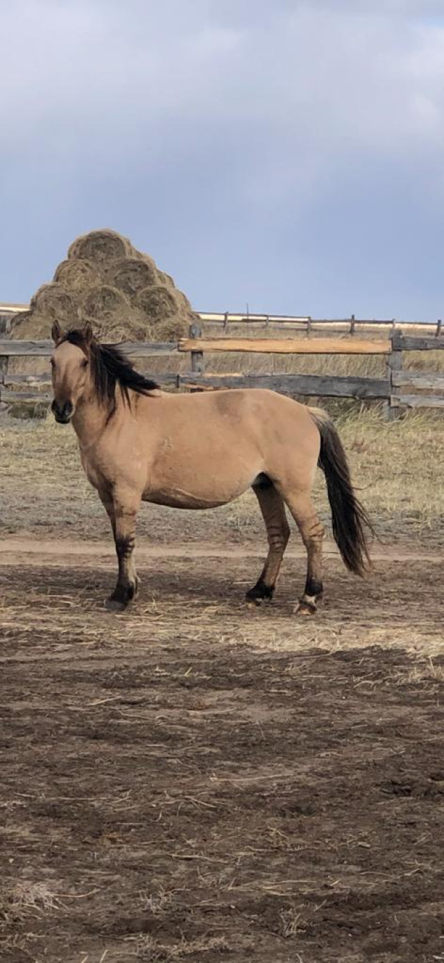 New type of Mugalzhar horse breed developed in Kazakhstan