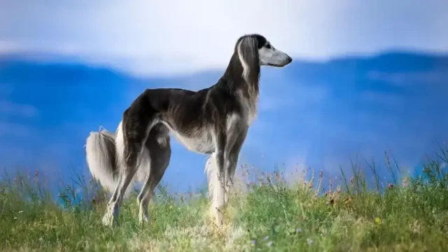 Казакстан тайган породасынын ээси деген расмий макамга ээ болду