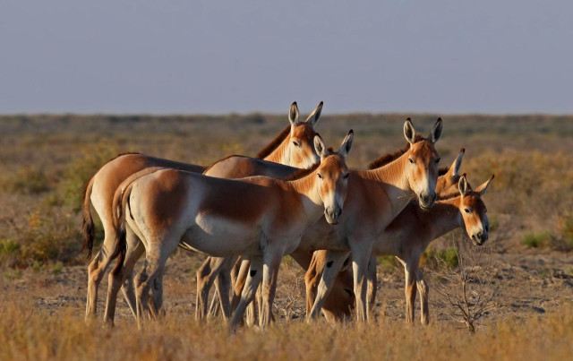 «Kazakistan'ın Yaban Hayatı» projesi yeni bir çevrimiçi platform başlatıyor