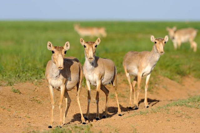 Kazakh conservation initiative recognized in global environmental competition