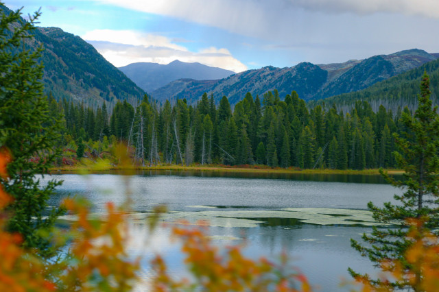 Казакстанда токой жана сейил бак аянттарын кеңейтүү көздөлүп жатат