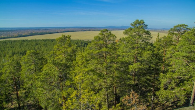 Kazakhstan to expand forest and park areas