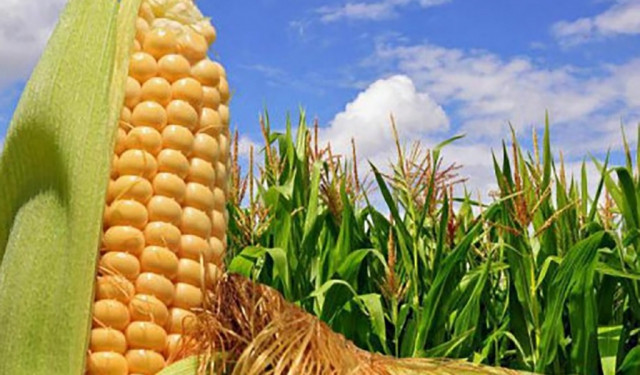 Биыл Қырғызстан фермерлері бұрын-соңды болмаған жүгері өнімін жинайды