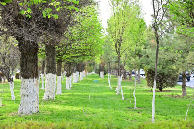 Kazakistan'da yeşillendirme kampanyası devam ediyor