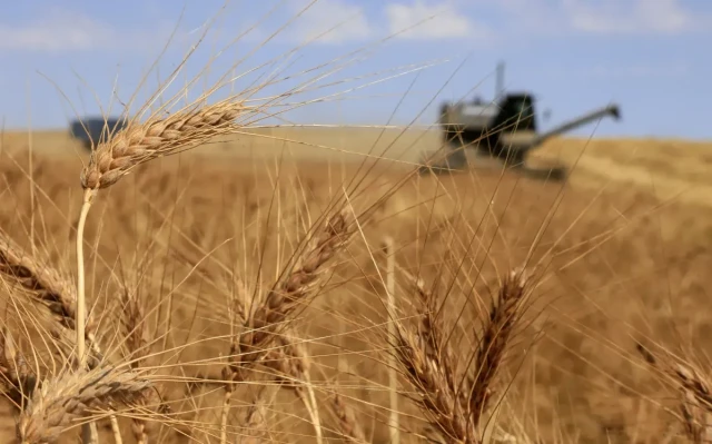 Казахстан увеличил экспорт зерна нового урожая на 54%