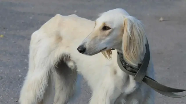 «Қазақы тазы» ит тұқымы ресми тіркелді