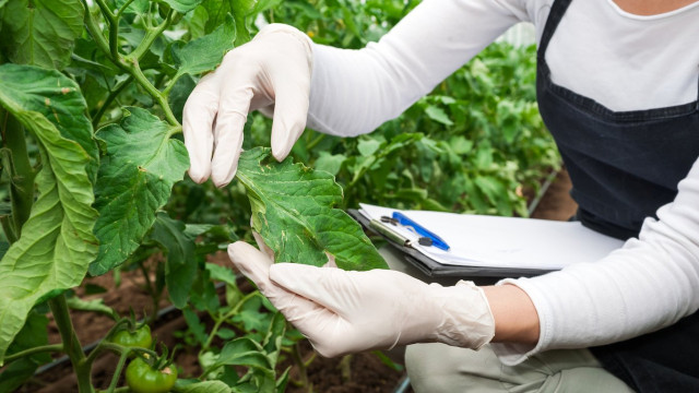 Казакстан менен Түркия өсүмдүктөрдү коргоо жана карантин жаатында кызматташат