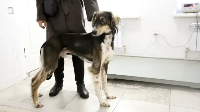 Canine therapy involving Tazy dogs introduced in Kazakhstan
