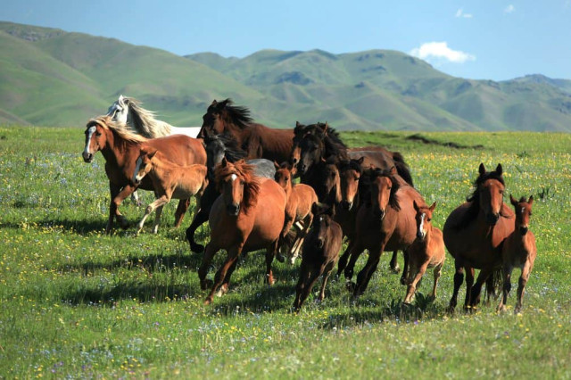 Япония компаниялари йилқи гўшти экспортидан манфаатдор