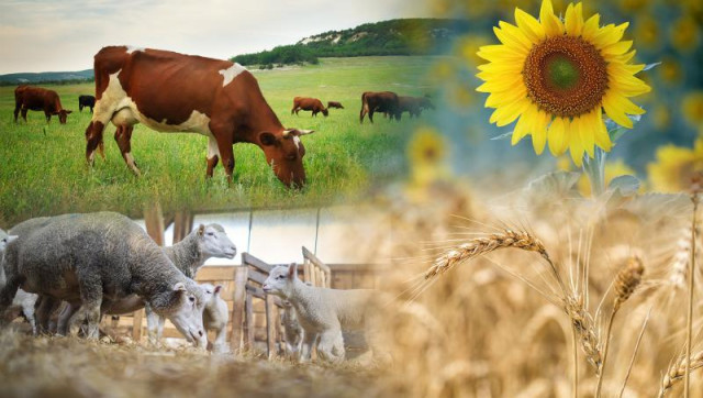 Preparations for national agricultural census underway in Kazakhstan