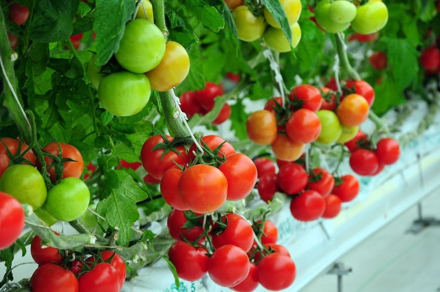 Turkmenistan increases tomato exports