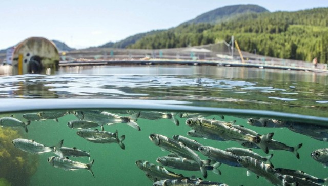 Mecliste su ürünleri yasası onaylandı