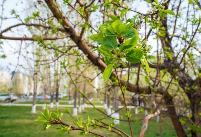 Казакстанда Жаңылануу күнү белгиленүүдө