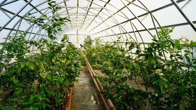 Exotic plants thrive in Kyzylorda