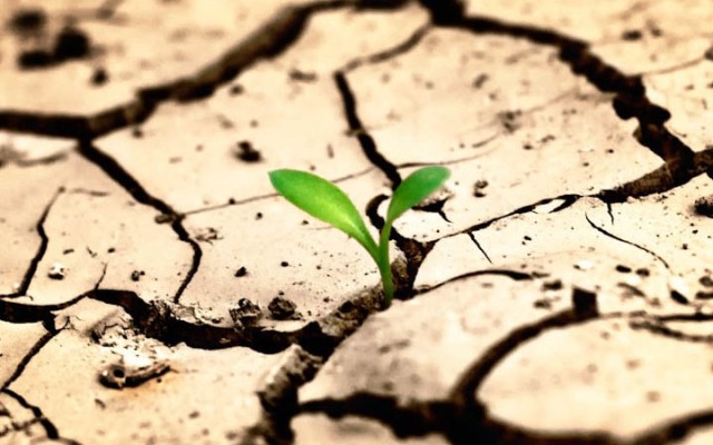 Қазақстанның Арал өңірінде көгалдандыру жұмысы жүргізілуде