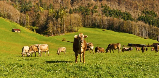 Kazakistan'da tarımsal turizm bir moda trendi haline geliyor
