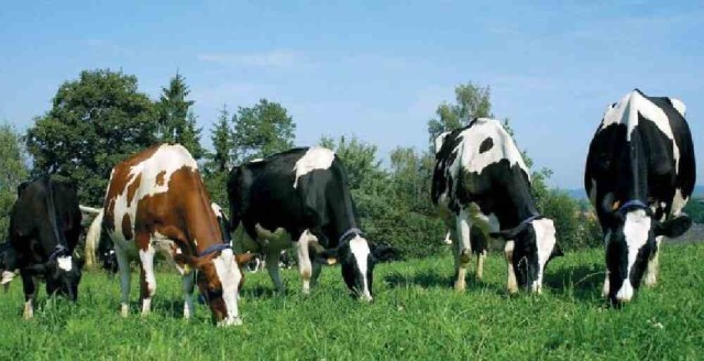 Қозоғистон мол экспортини бир неча марта оширди