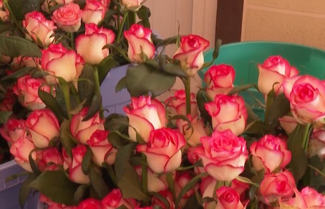 Түркістандық диқандар голландиялық раушан гүлін өсіріп жатыр