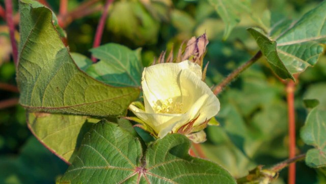 Flower-growing innovations adopted in Turkistan region