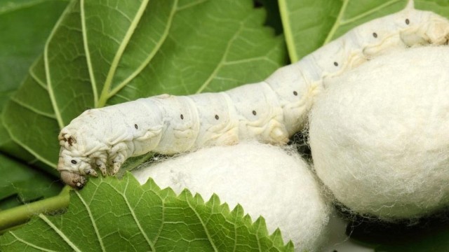 Казакстанда жибек өстүрүлөт