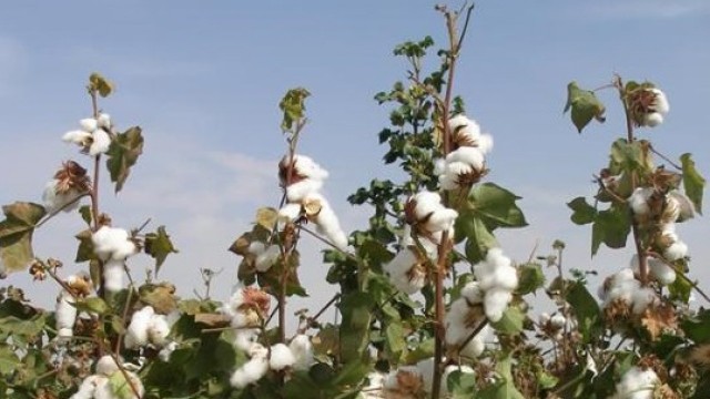 Kazakistan’da pamuğun yeni türü geliştirildi