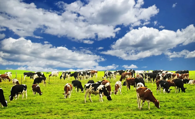 Казакстанда айыл чарба каттамы башталды