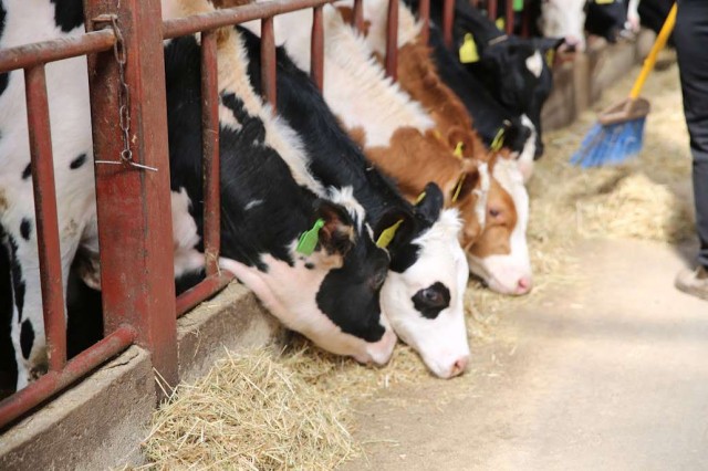 Kazakhstan launches agricultural census