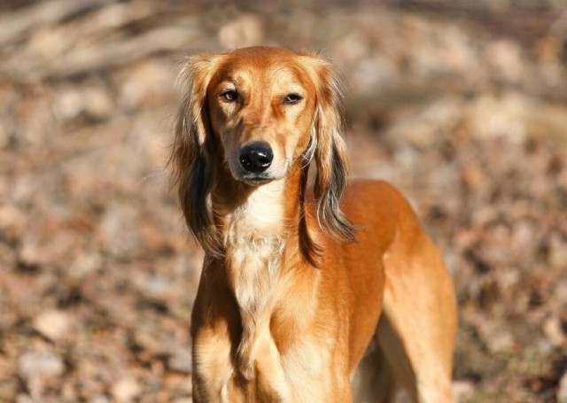 Қазақстан Президенті кинологтарды қазақ тазысының табысты дебютімен құттықтады