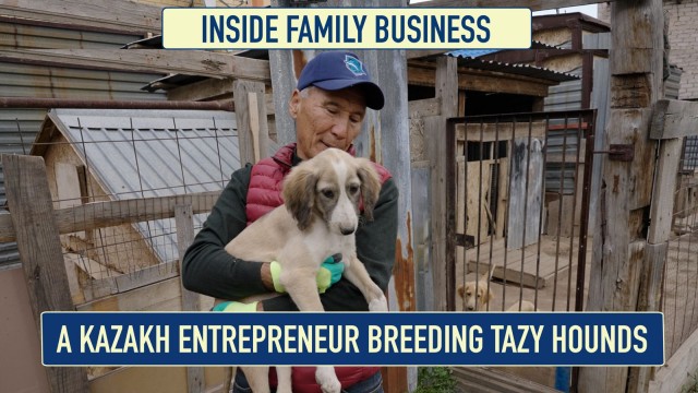 A Kazakh Entrepreneur Breeding Tazy Hounds