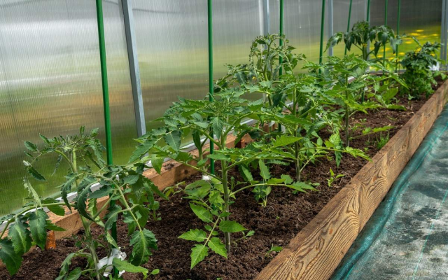 Қазақстандық студенттер «Ақылды жылыжай» ойлап тапты