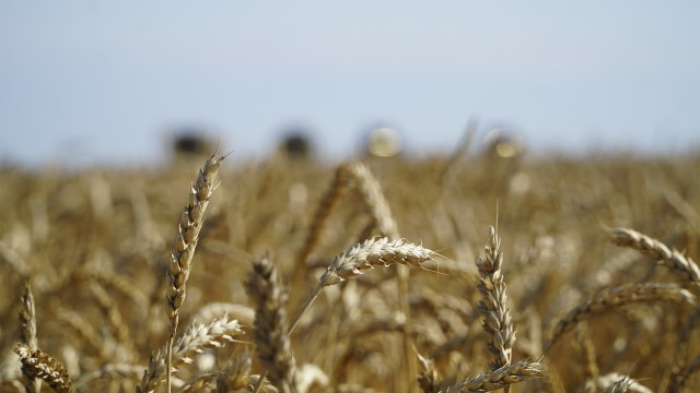 Kazakh government allocates 7 billion tenge to support grain exports