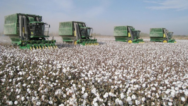 Түркстан облусунда пахта кластери түзүлөт