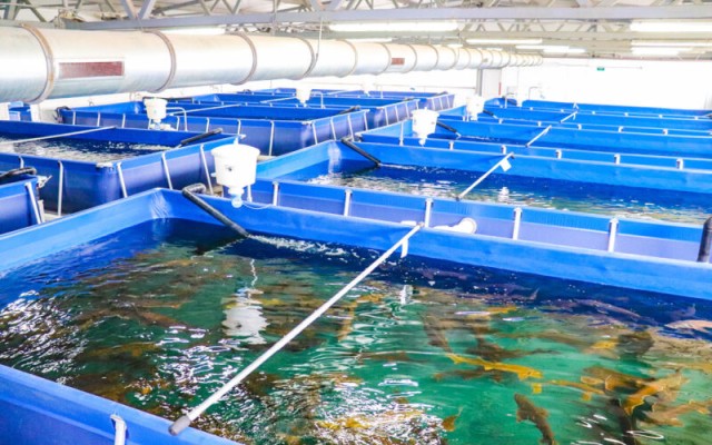 Казакстанда балык чарбасын өнүктүрүүгө 4,6 млрд теңге инвестицияланды