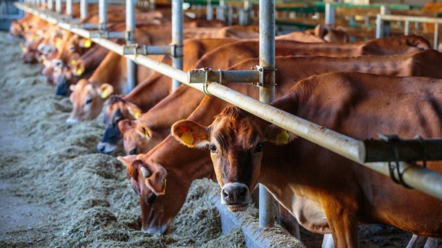 Kazakhstan strengthens support for livestock sector