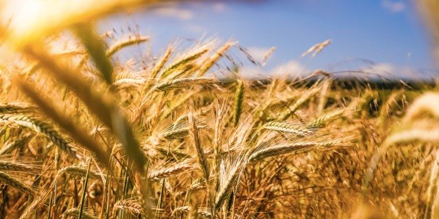 Түрікменстан мен FAO ауыл шаруашылығы саласындағы әріптестікті кеңейтуде