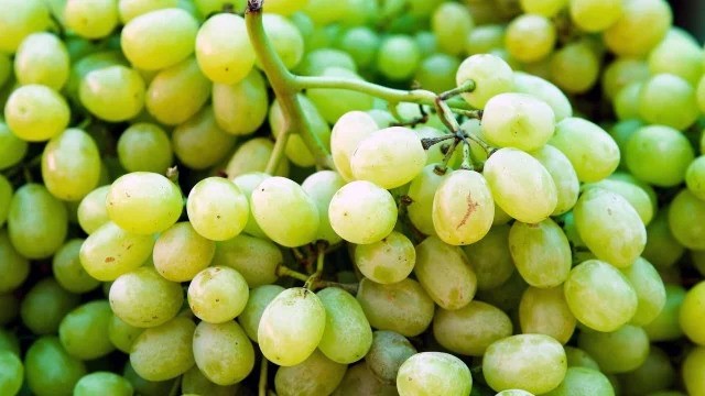 Uzbek grapes featured in international scientific database